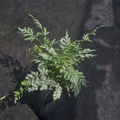 Mixed Ferns / Not Available in Winter